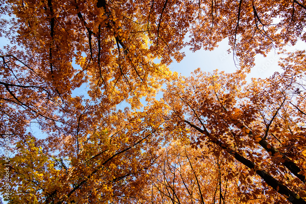 Vivid orange, yellow and brown leaves of oak tree towards clear blue sky in a garden during a sunny autumn day, beautiful outdoor background photographed with soft focus. Vivid orange, yellow and brown leaves of oak tree towards clear blue sky in a garden during a sunny autumn day, beautiful outdoor background photographed with soft focus.