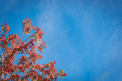Red leaves and fruits of Rowan tree or mountain ash under sunny cloud blue sky fall season in Anchorage, Alaska