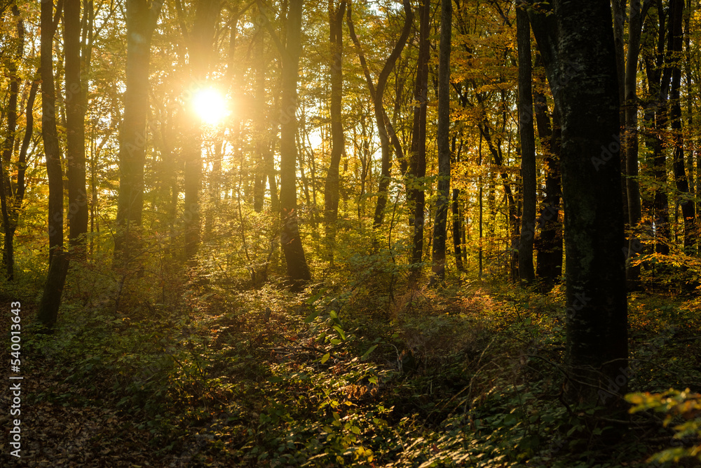 Obraz premium Autumn forest sunset 