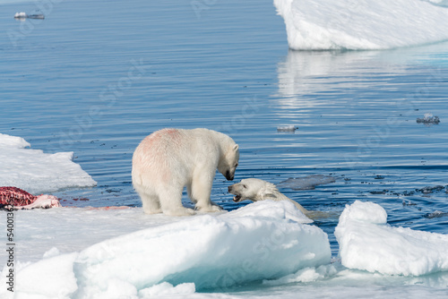 Two wild polar bears eating killed seal on the pack ice north of Spitsbergen Island, Svalbard © Alexey Seafarer