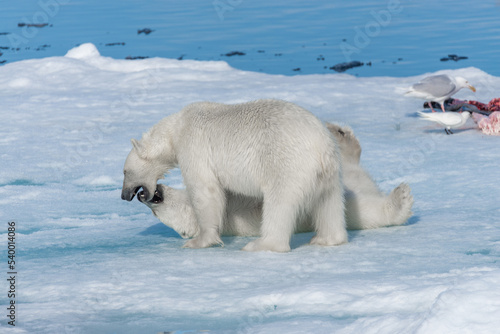 Two young wild polar bear cubs playing on pack ice in Arctic sea, north of Svalbard