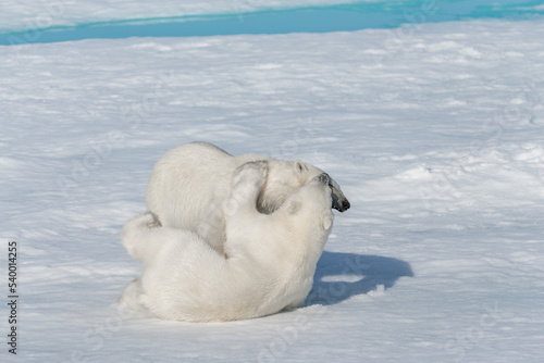 Two young wild polar bear cubs playing on pack ice in Arctic sea, north of Svalbard