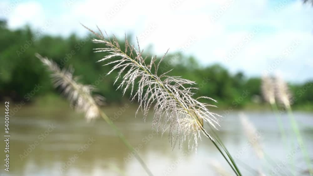Autumn flowers are blooming on the banks of the river Autumn flowers are blooming on the banks of the river