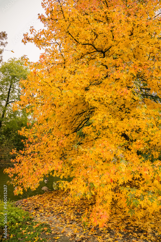 Maple tree in the Jardin Public park in Autumn in Bordeaux, France