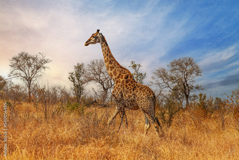 Obraz premium One giraffe walking through the savannah