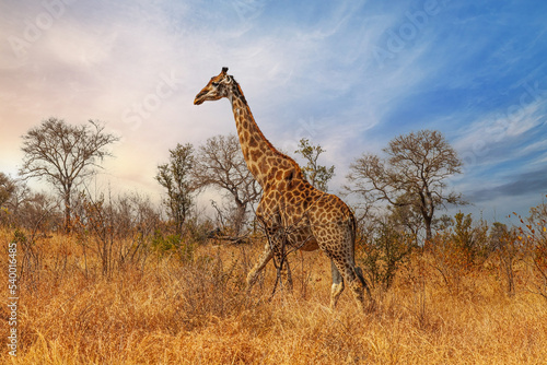 One giraffe walking through the savannah © Picturellarious