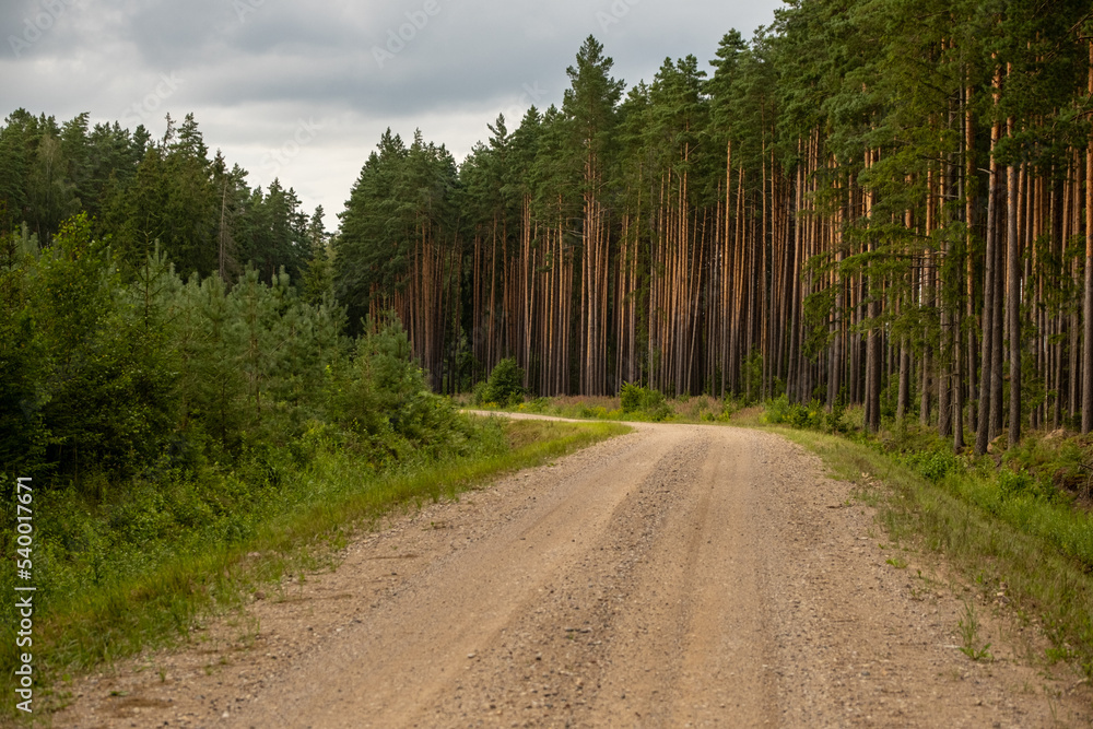 Obraz premium Gravel and sand road in the pine forest. Diminishing perspective of the path in the woods. Walking or driving through the trees on the forest road with green grass on the sides