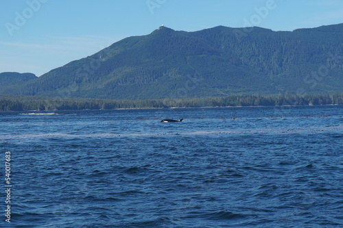 Killer Whale Watching © Marie