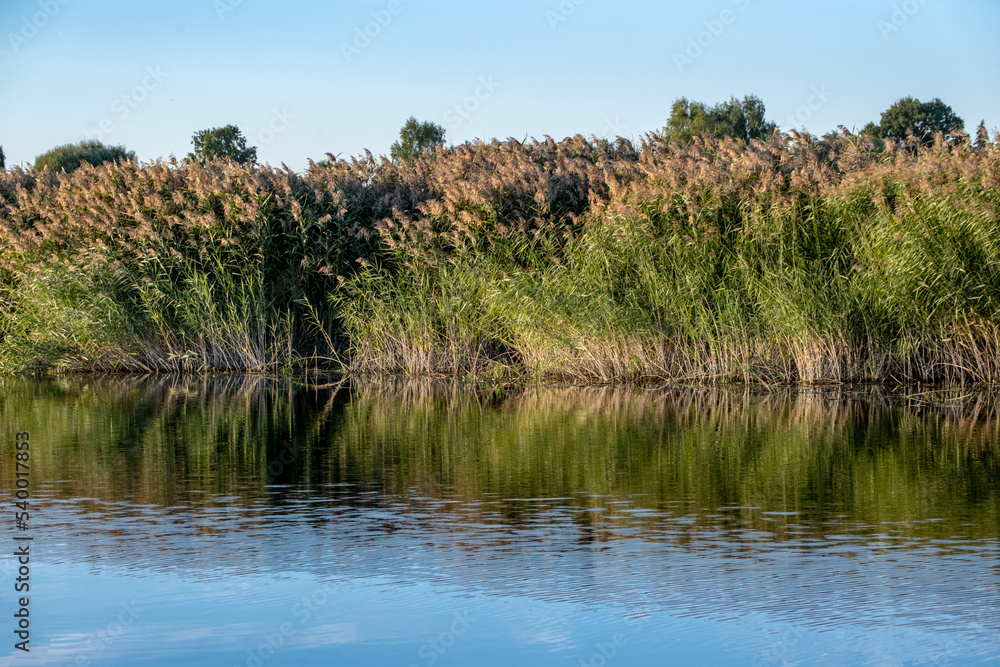 coast of the river bank overgrown with reeds and trees coast of the river bank overgrown with reeds and trees