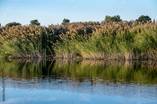 coast of the river bank overgrown with reeds and trees