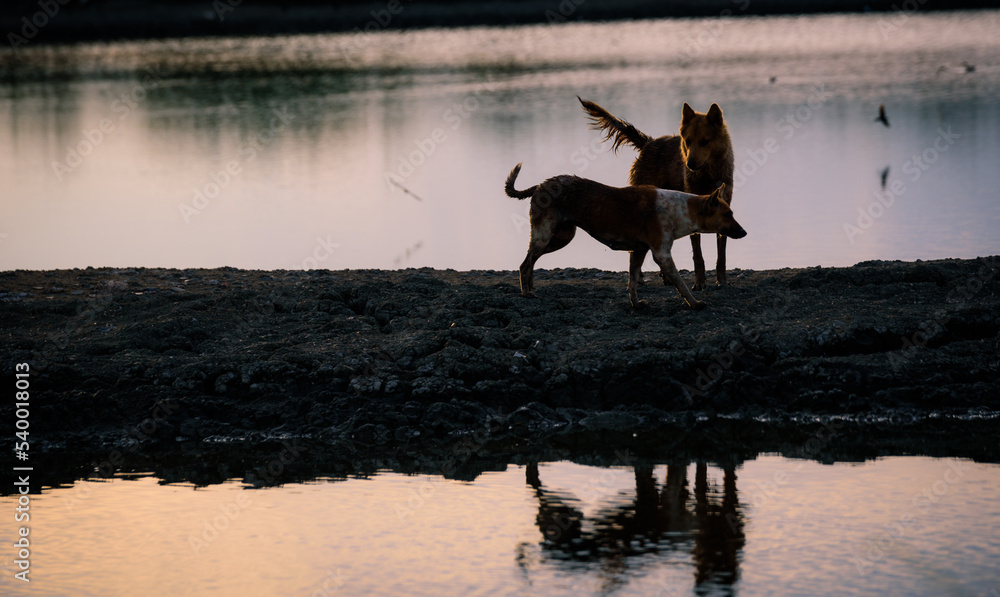 Two stray dog running sunset time Two stray dog running sunset time