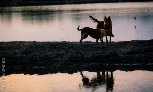 Two stray dog running sunset time