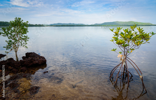 Mangrove tree Rhizophora mucronata