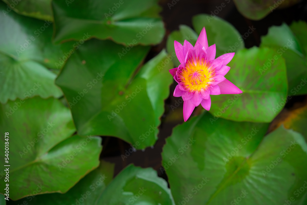 Beautiful pink waterlily, lotus flower on top view Beautiful pink waterlily, lotus flower on top view