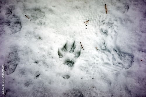 the paw print of a large dog in the snow