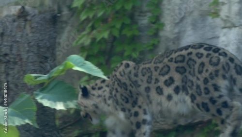 Snow Leopard walking by the cliff or rocky mountain close up shot 
