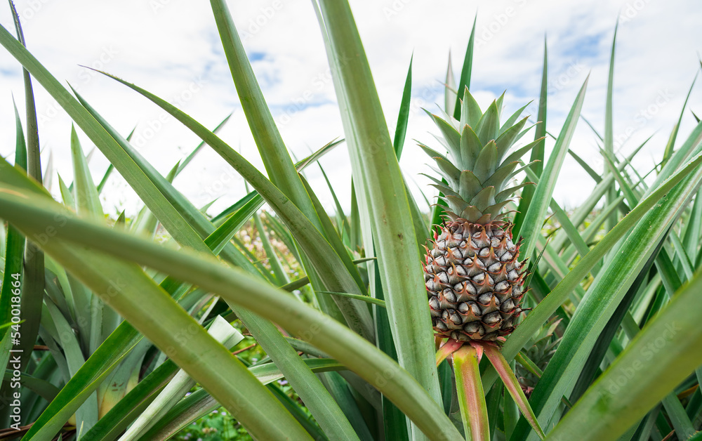 Fototapeta premium Pineapple plant field, Pineapple tropical fruit growing in garden