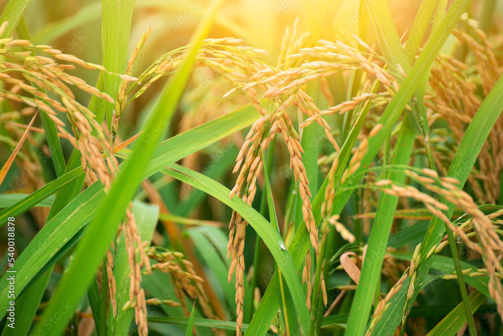 Rice farm, Rice field, Rice paddy in thailand, rice field in Beautiful