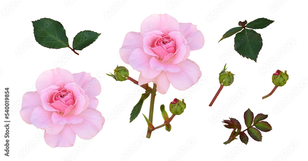 Set of pink rose flower and green leaves isolated - obrazy, fototapety, plakaty 