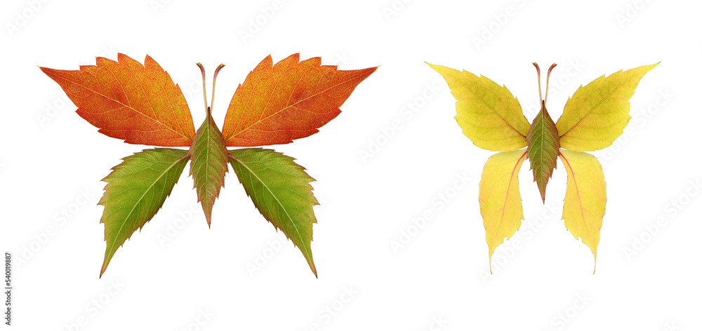 Fototapeta premium Beautiful butterflies from colorful autumn leaves of wild grape isolated