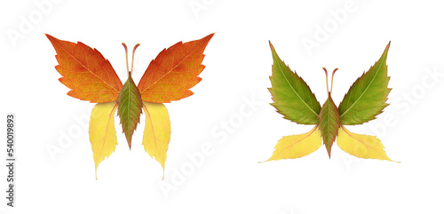 Beautiful butterflies from colorful autumn leaves of wild grape isolated