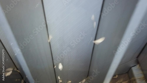 Seed selection on a conveyor in an agricultural firm.