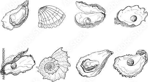 Set sketch oyster with pearl and shell.Hand drawing illustration.vector	illustration