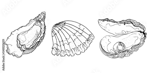 Sketch oyster with pearl and  shell.Hand drawing illustration.vector
