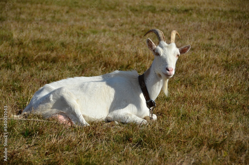 Fototapeta premium White domestic goat resting on a meadow