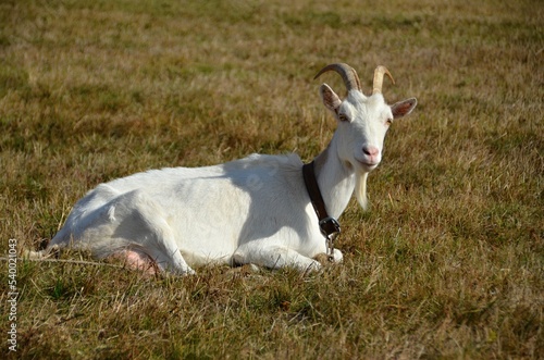 White domestic goat resting on a meadow