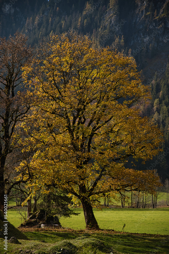 Fototapeta premium ein Laubbaum eiche buche gelb farbe leuchtend im Herbst
