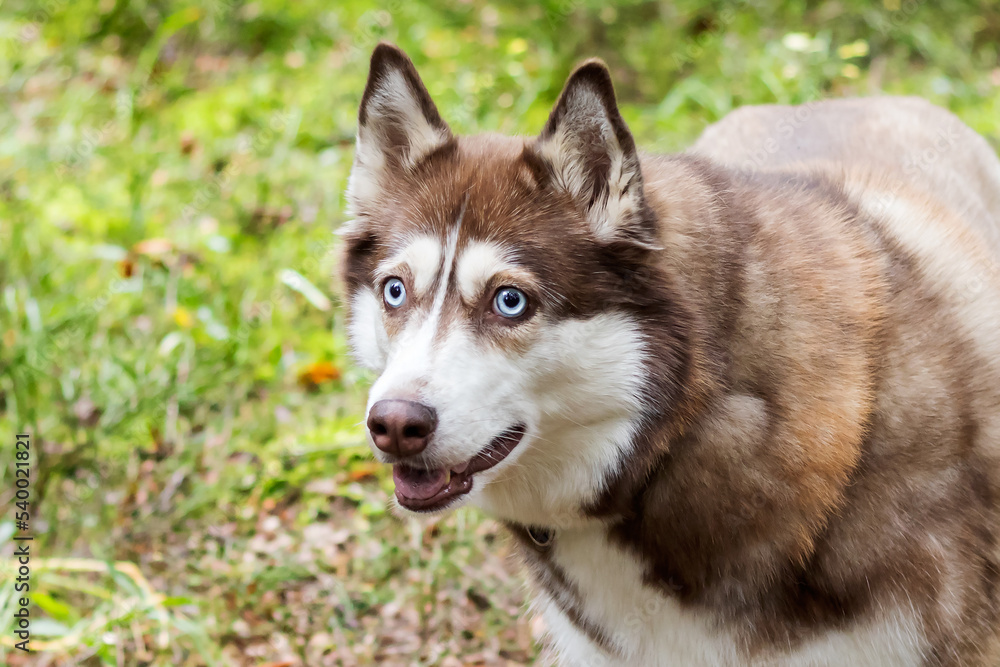 Portrait of a gray-white sled dog Husky with blue eyes.