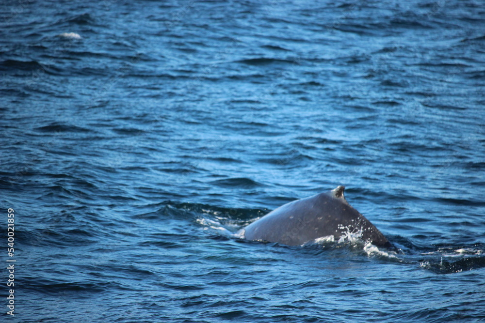 Obraz premium Whale, Iceland