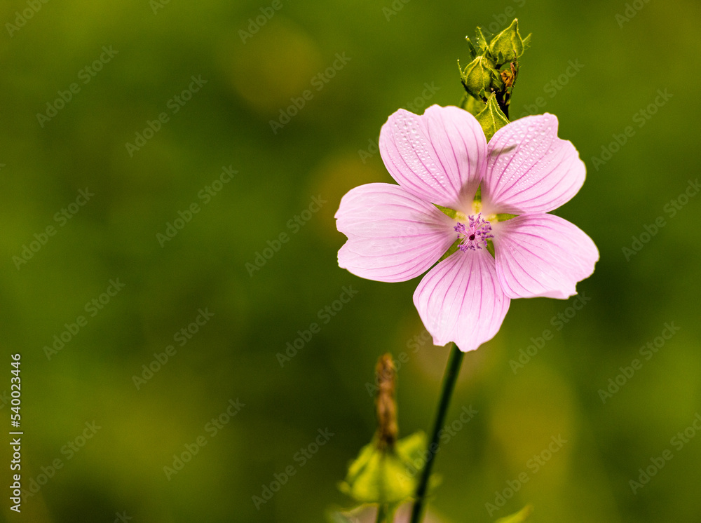 Obraz premium Fleur du jardin