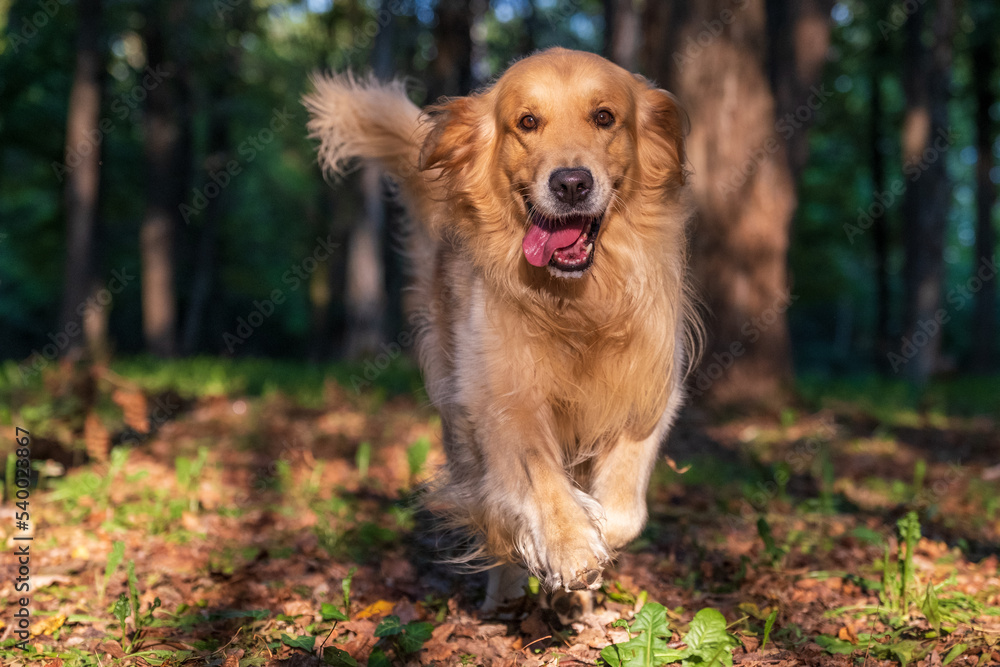 The Golden Retriever runs happily in the wood illuminated by the setting sun. Concept of freedom and happiness.
