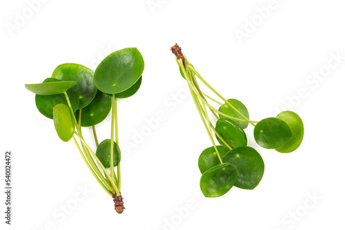 Pilea plant cuttings isolated on white background photo
