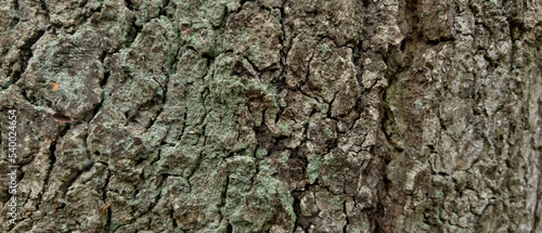 Background of a tree bark structure.