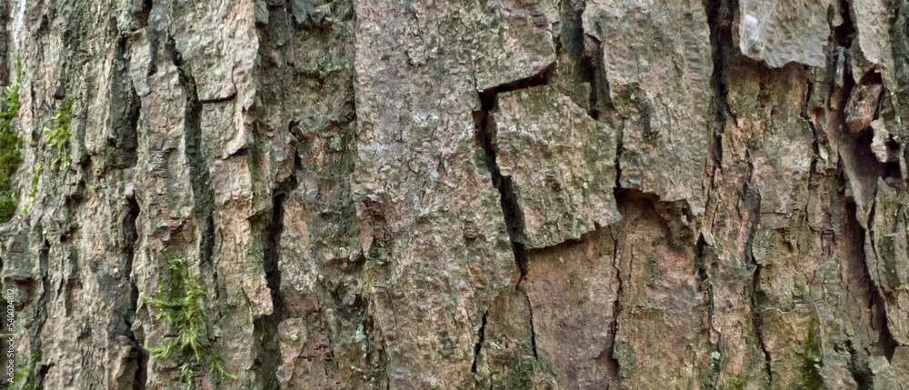 Background of a tree bark structure. Background of a tree bark structure.
