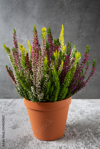 Blooming colorful heather flowers (calluna vulgaris L.)  grey surface.