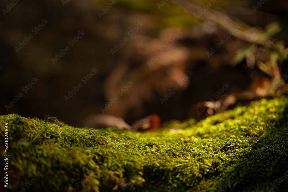 Green forest moss on woods Green forest moss on woods