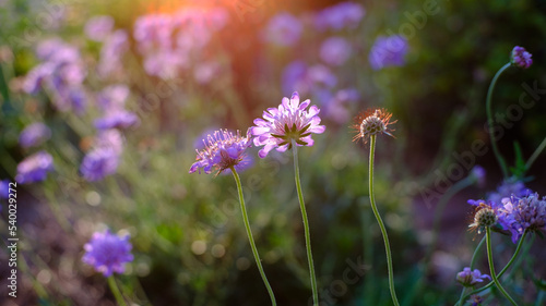 Scabiosa blooms from behind at sunset with limited focus and rich color. photo