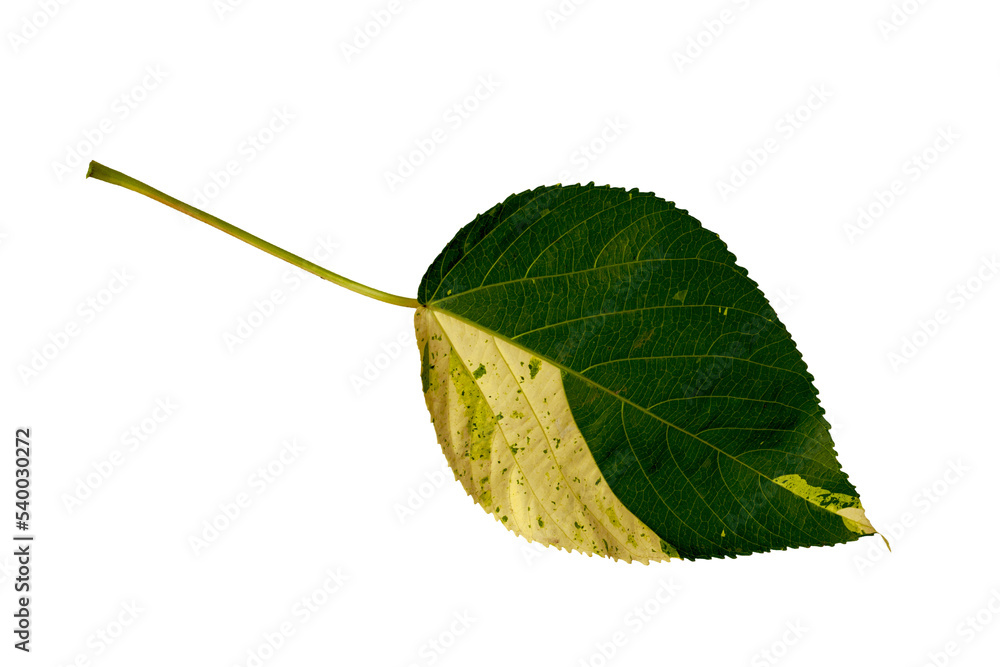 Fototapeta premium Monstera plant leaves, the tropical evergreen vine isolated