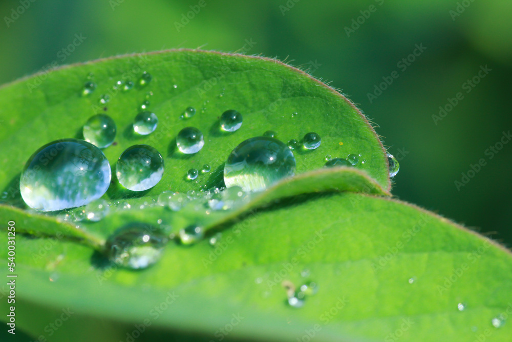 Fototapeta premium dew on leaf