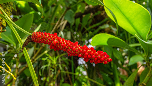 Anthurium gracile or Red Pearls Anthurium (Family: Araceae) native to the American tropics photo