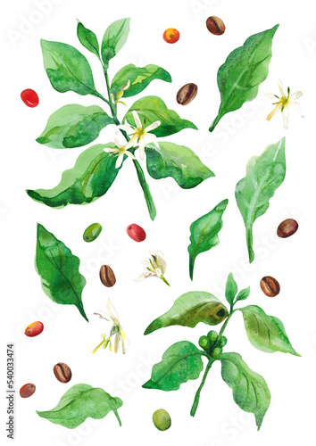 Watercolor illustration. A set of elements on a white background. Coffee beans . Branches . Leaves. Flowers.