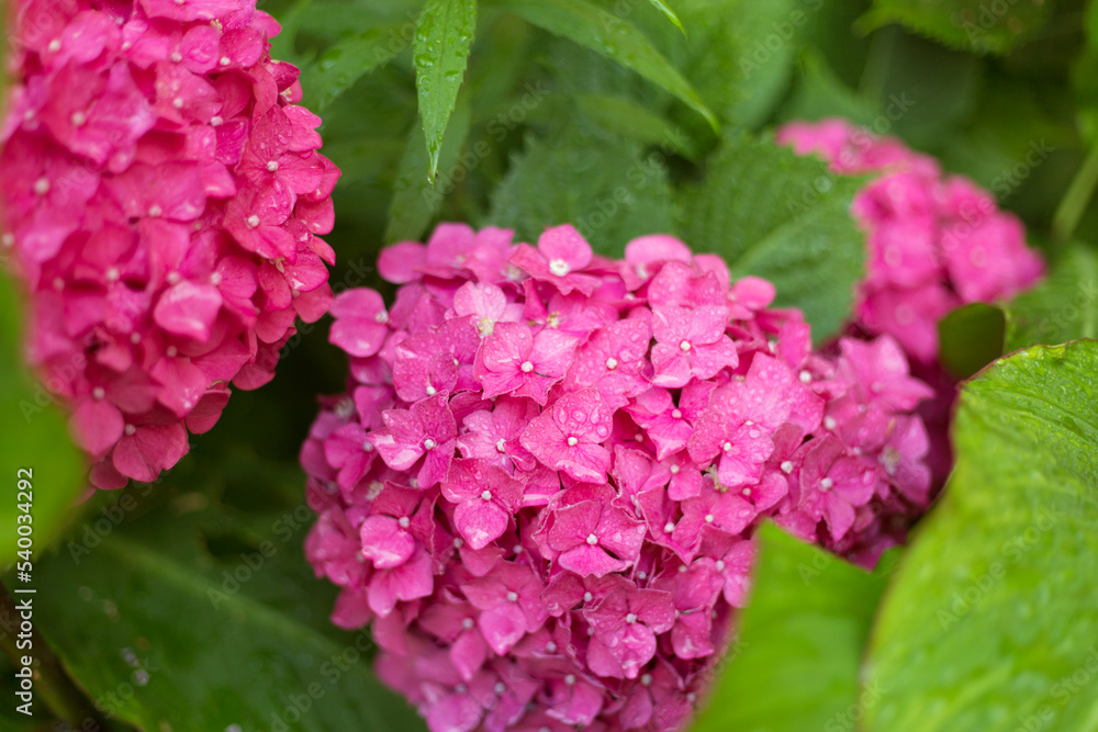 Close up light pink hortensia fresh flowers blur background. Close up light pink hortensia fresh flowers blur background.