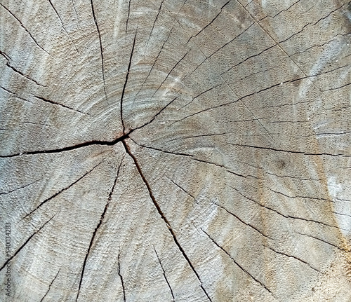 cracked tree stump surface wallpaper background