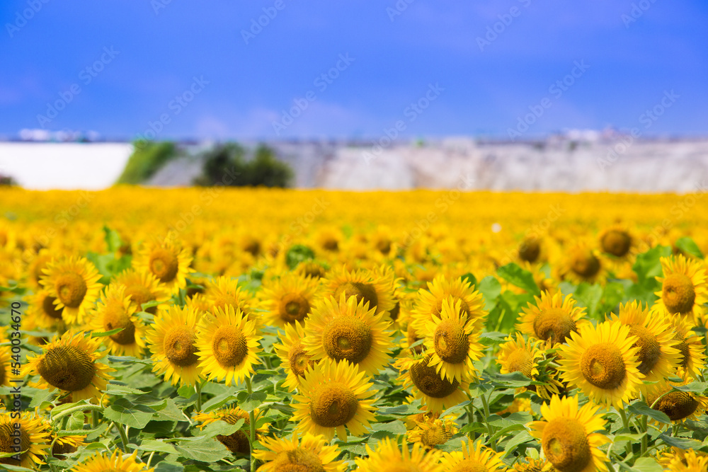 Fototapeta premium ひまわり畑