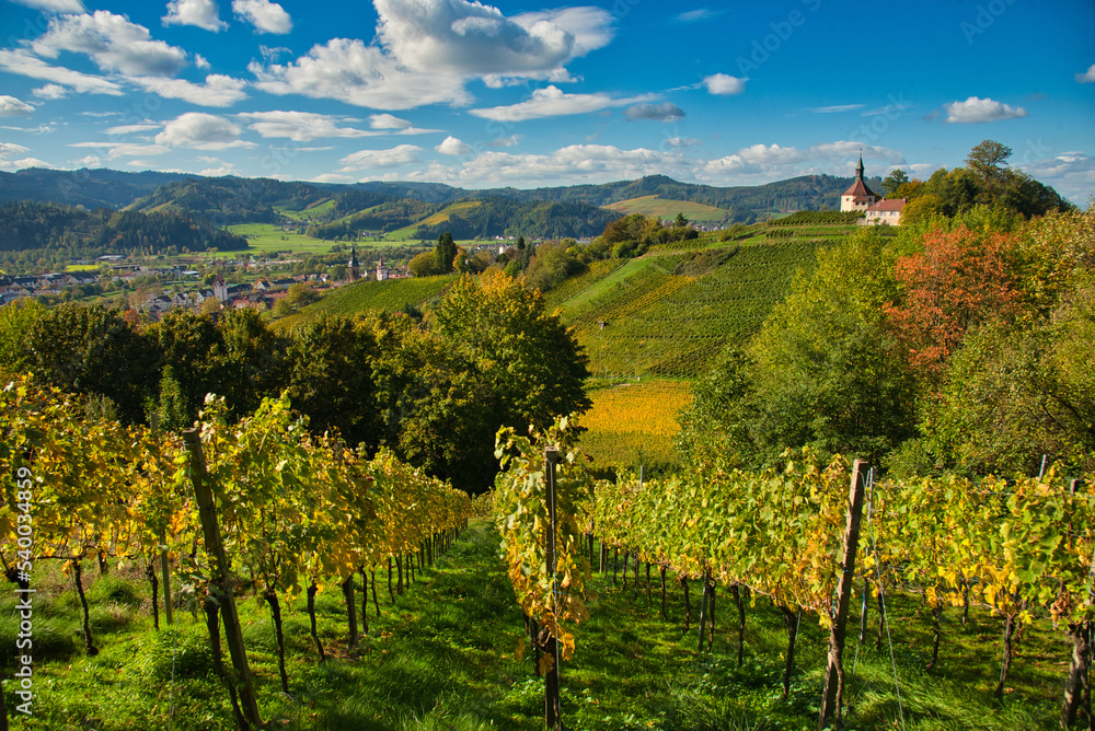 Herbstliche Weinberge in Gengenbach im Schwarzwald