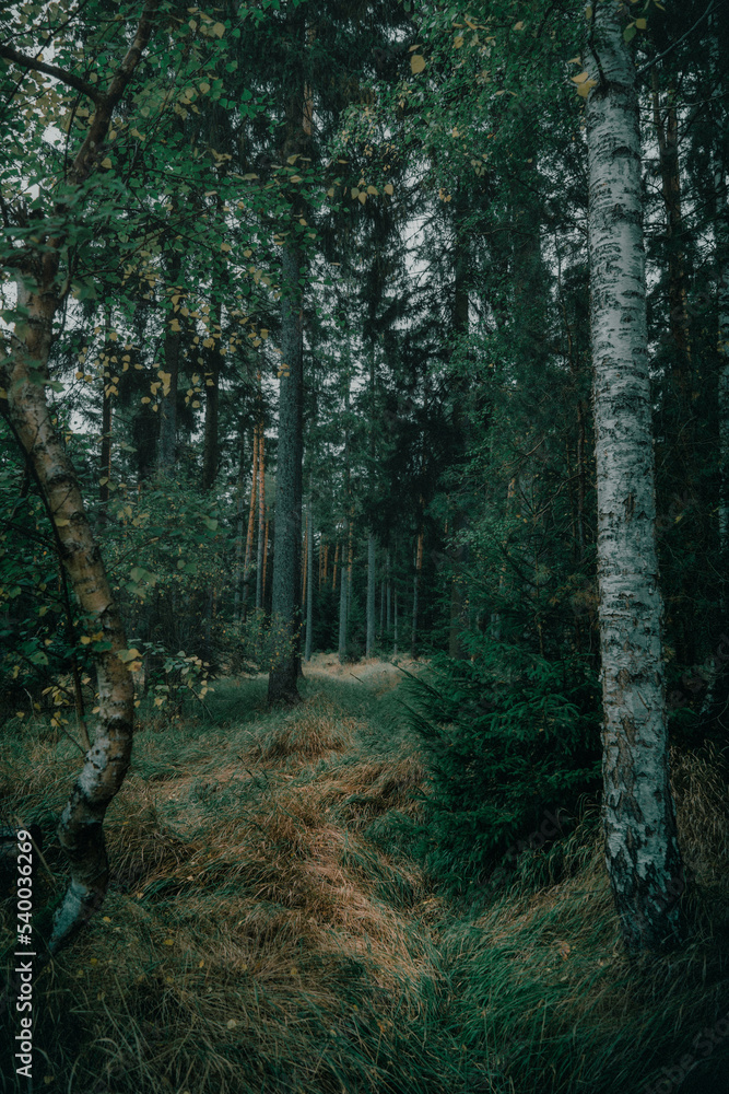 Fototapeta premium dunkler und gruseliger Hexenwald zu Halloween (Moody)